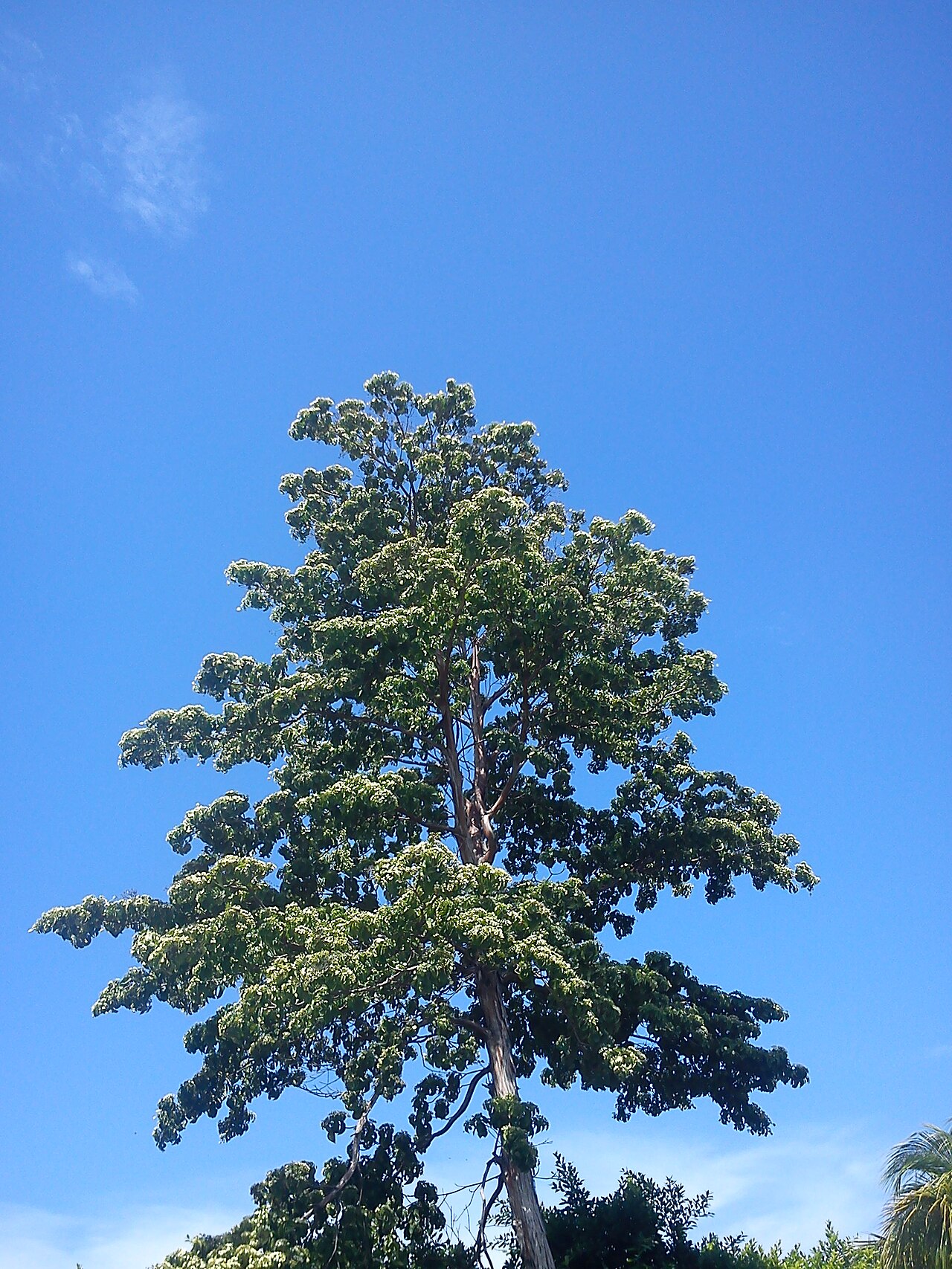 Calycophyllum