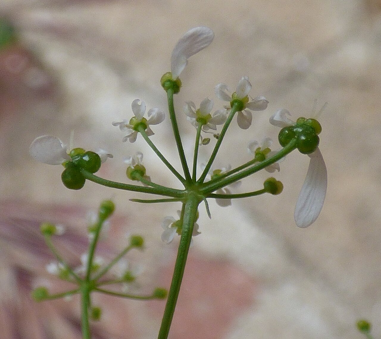 Bifora radians