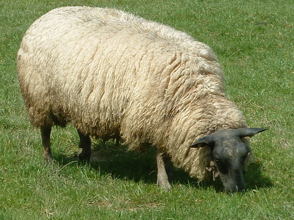 Bleu du Maine