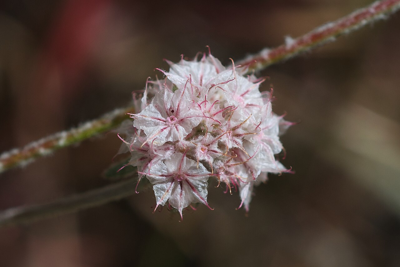 Chorizanthe membranacea