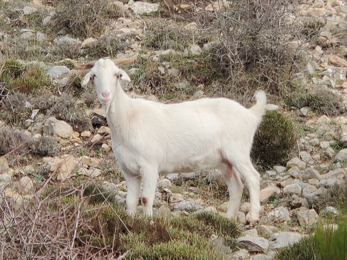 Blanca andaluza