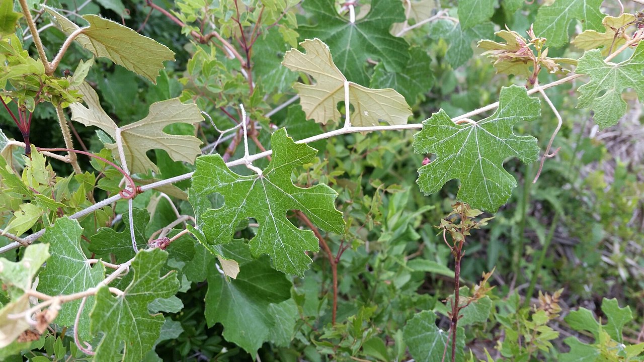 Vitis shuttleworthii