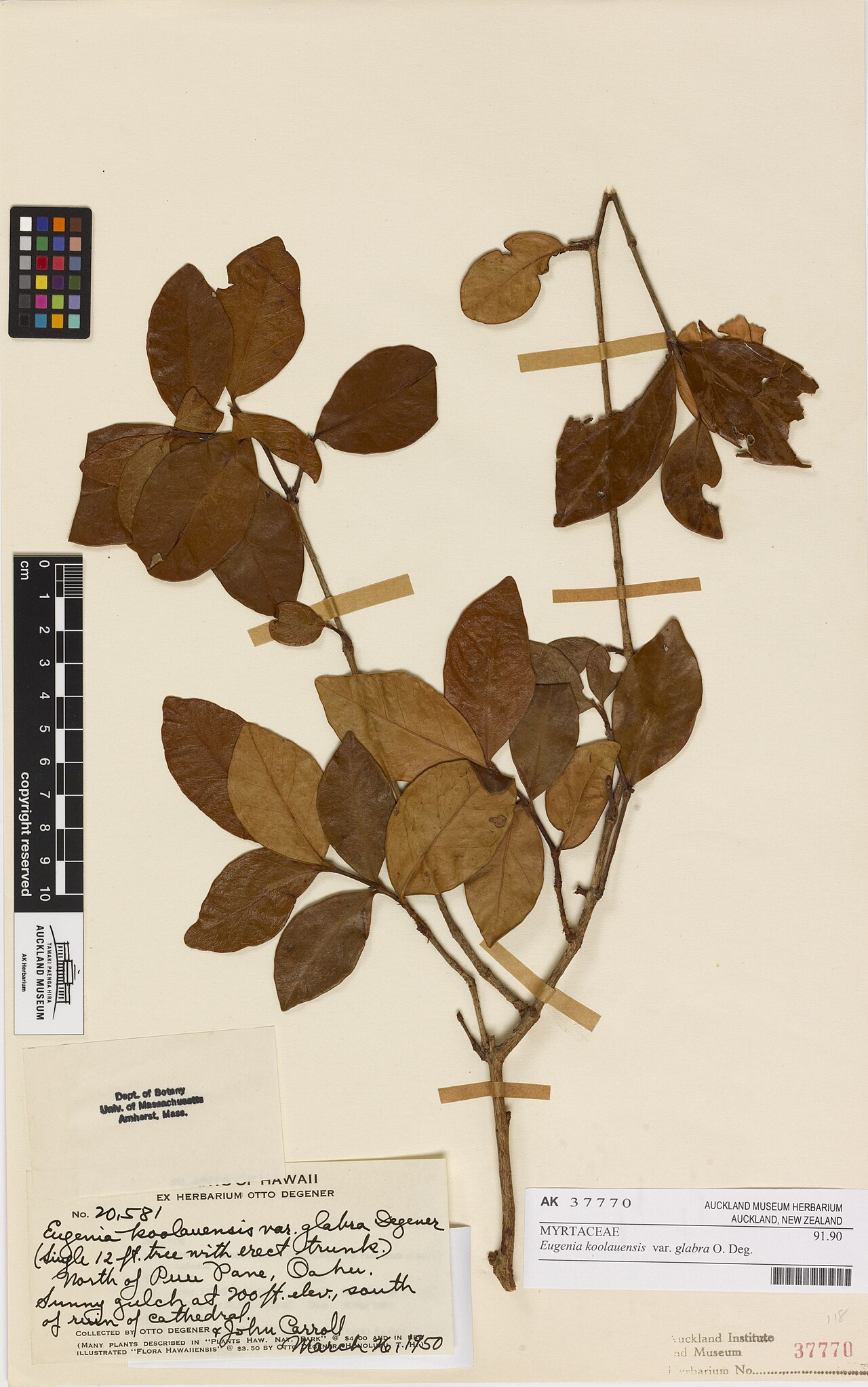 Eugenia glabra