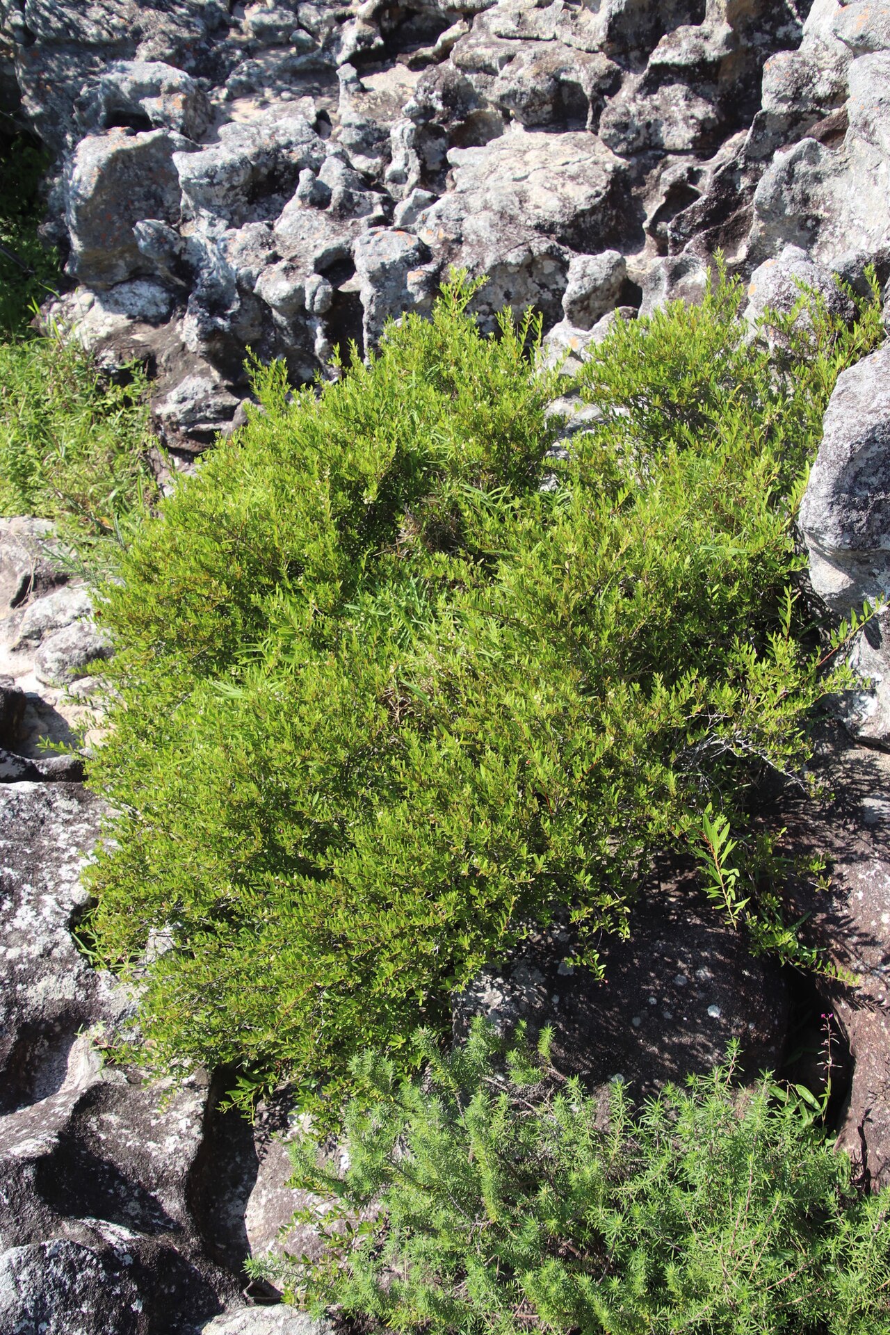 Gymnosporia bachmannii