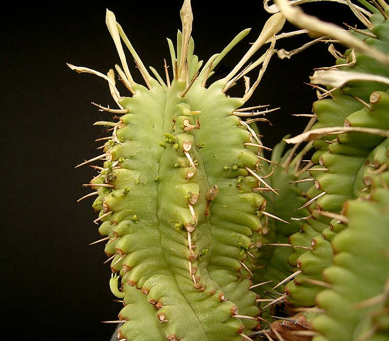 Euphorbia aggregata