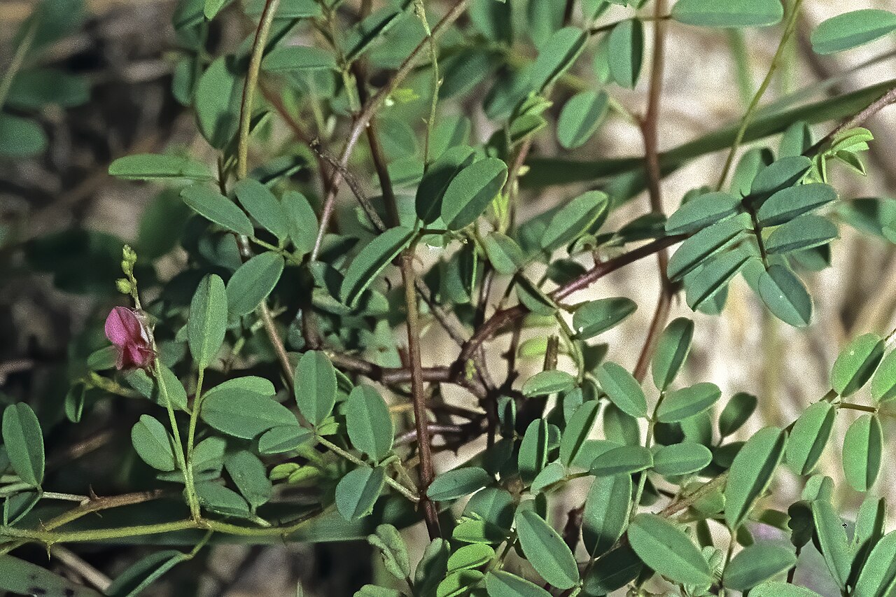 Indigofera delagoaensis