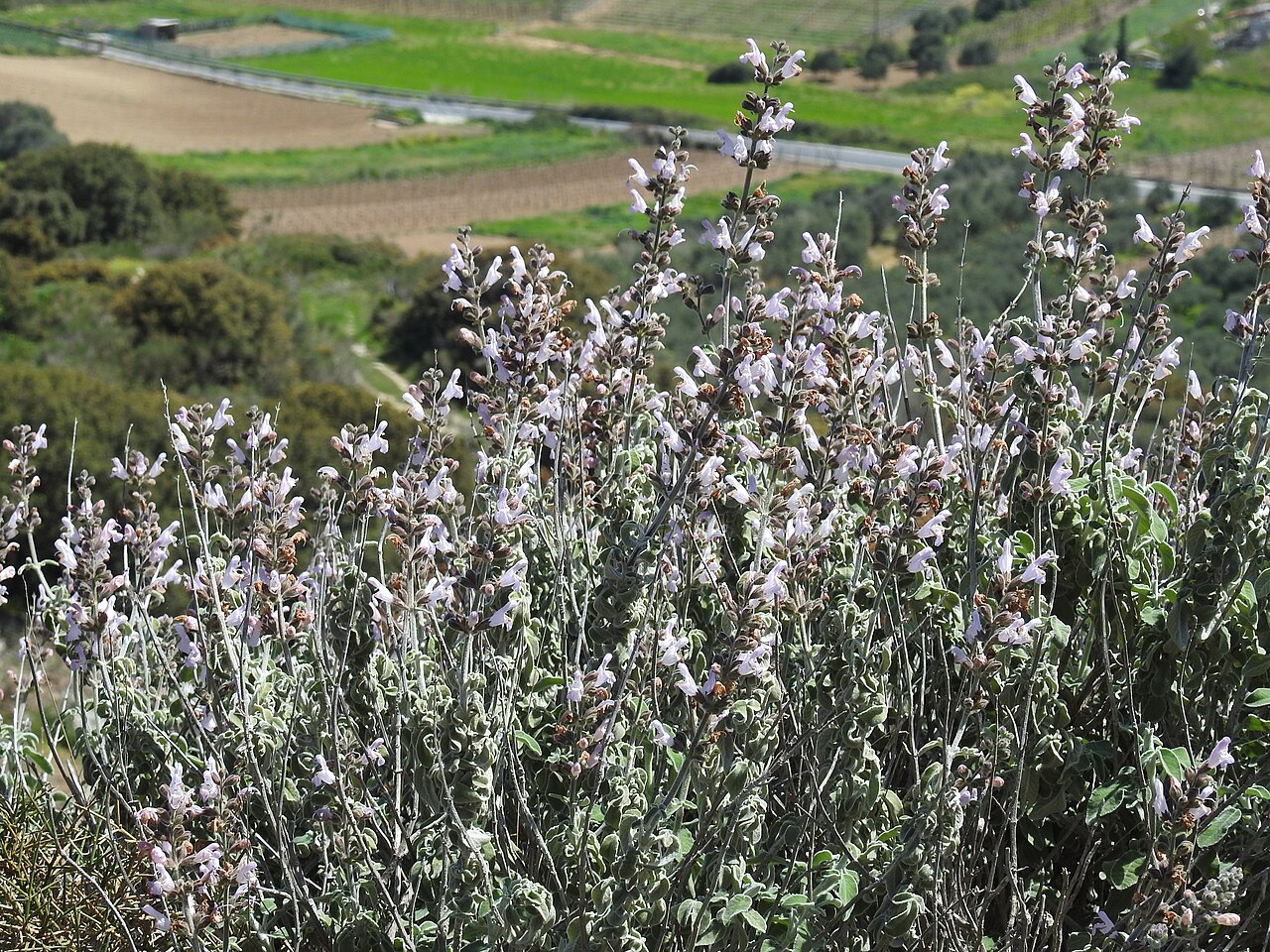 Salvia fruticosa