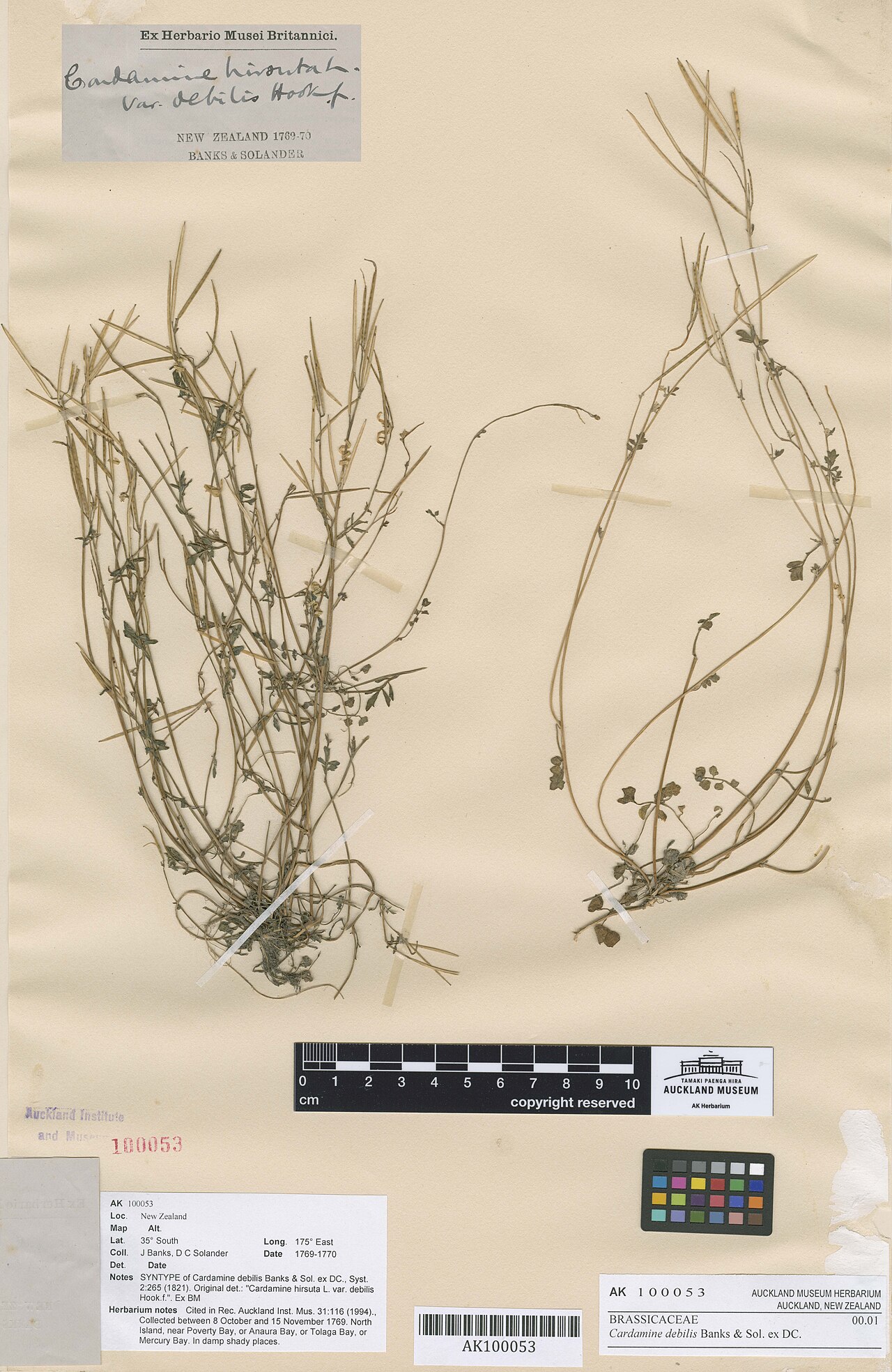 Cardamine forsteri