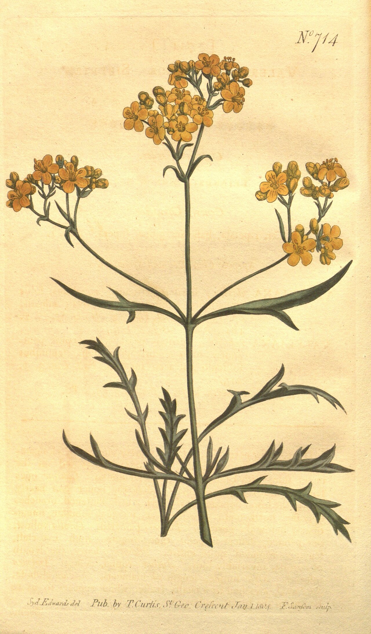 Patrinia sibirica