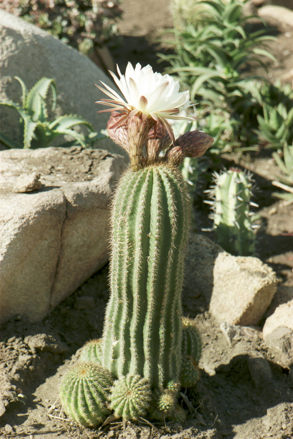 Echinopsis volliana