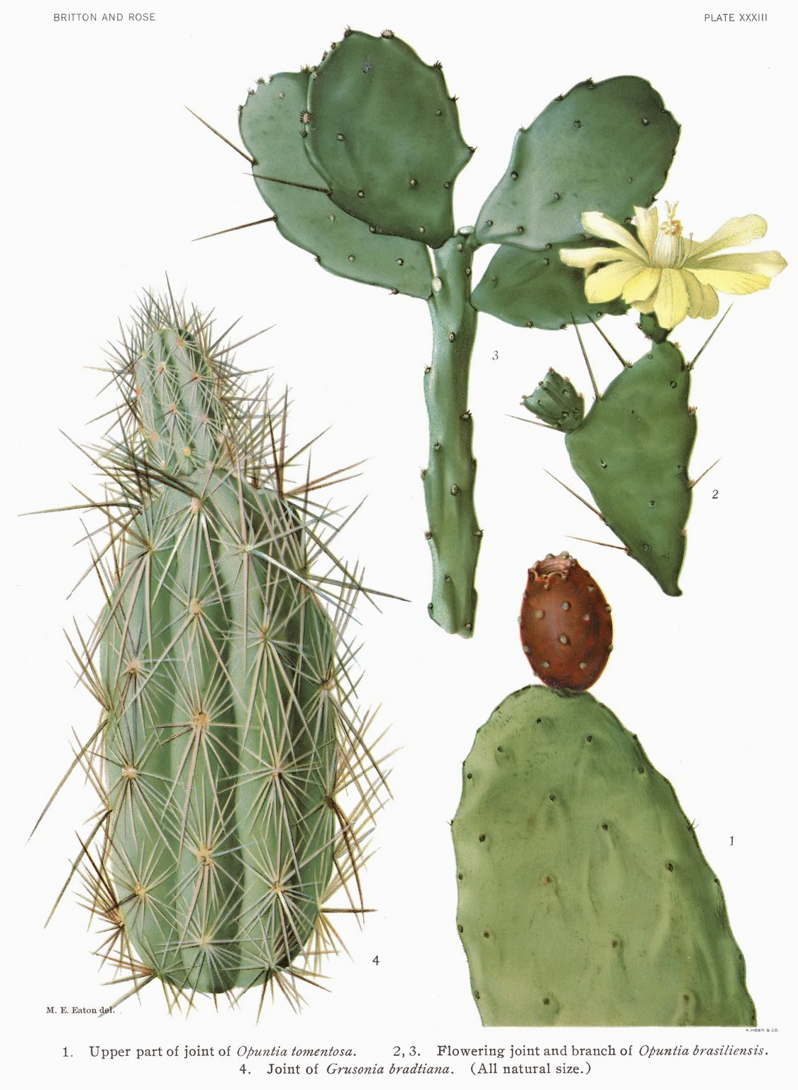 Grusonia bradtiana