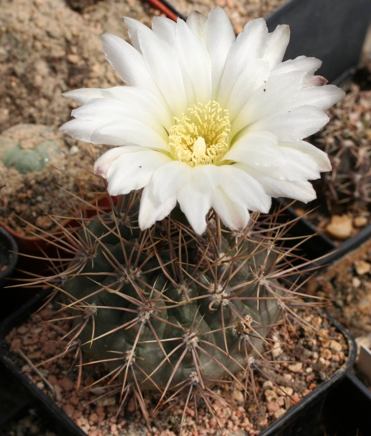 Gymnocalycium gibbosum