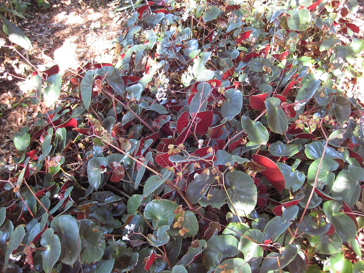 Begonia sanguinea