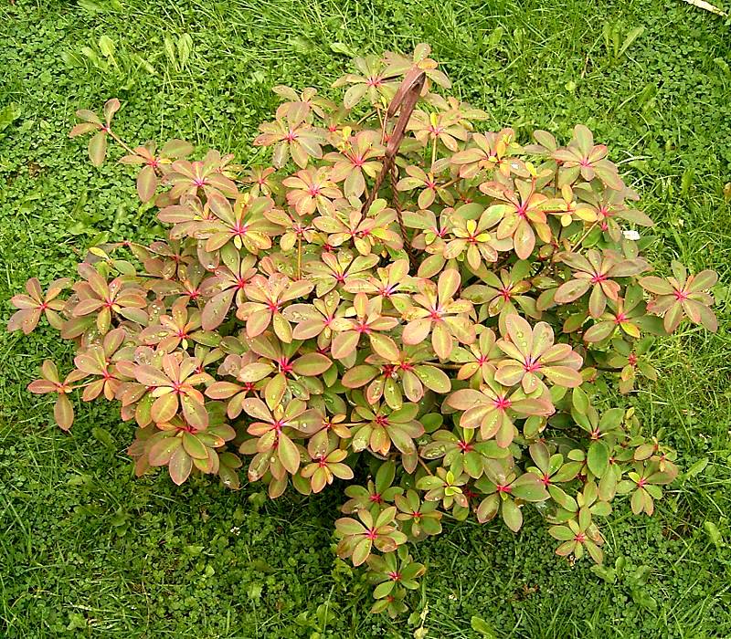 Euphorbia bongolavensis