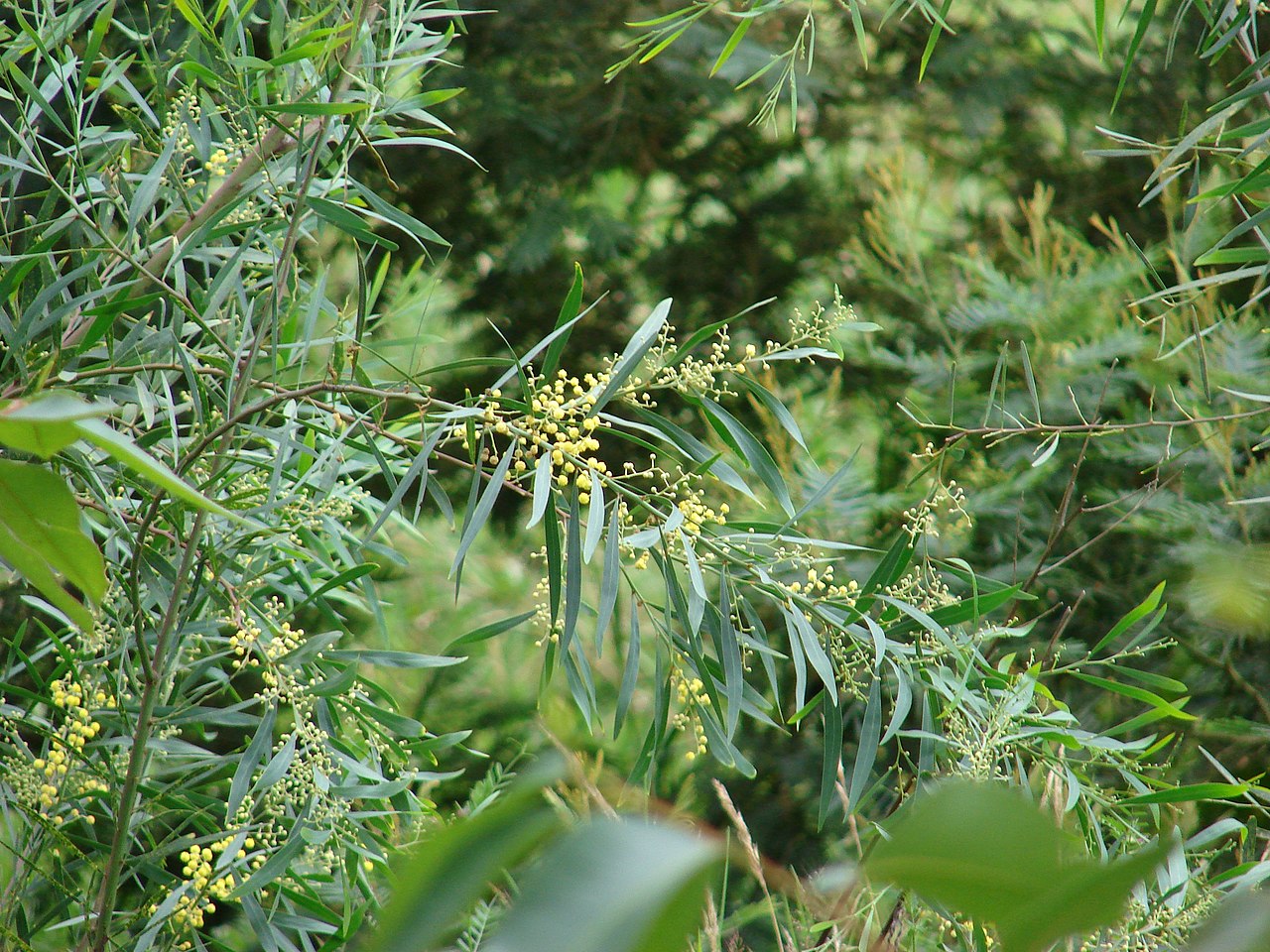 Acacia retinodes