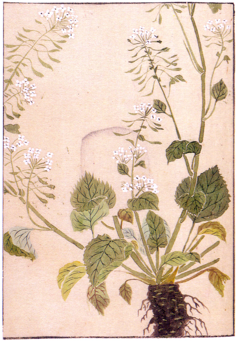 Eutrema japonicum