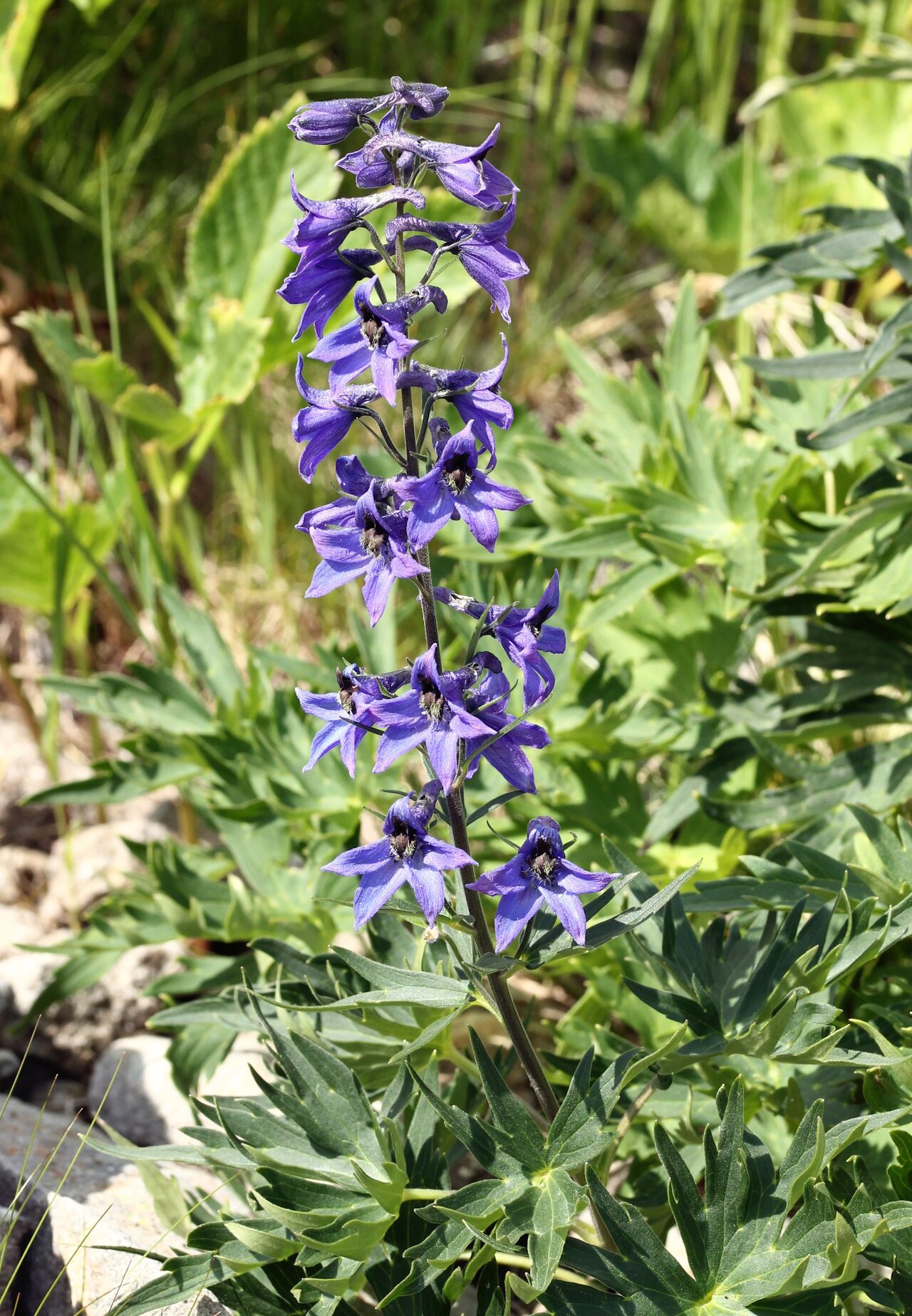 Delphinium dubium