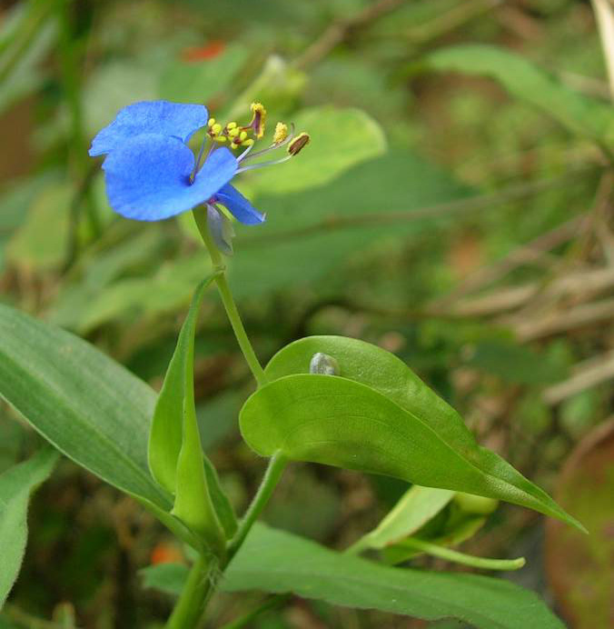 Commelina caroliniana