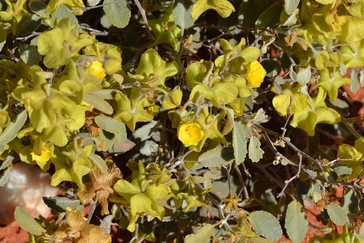Sida brownii