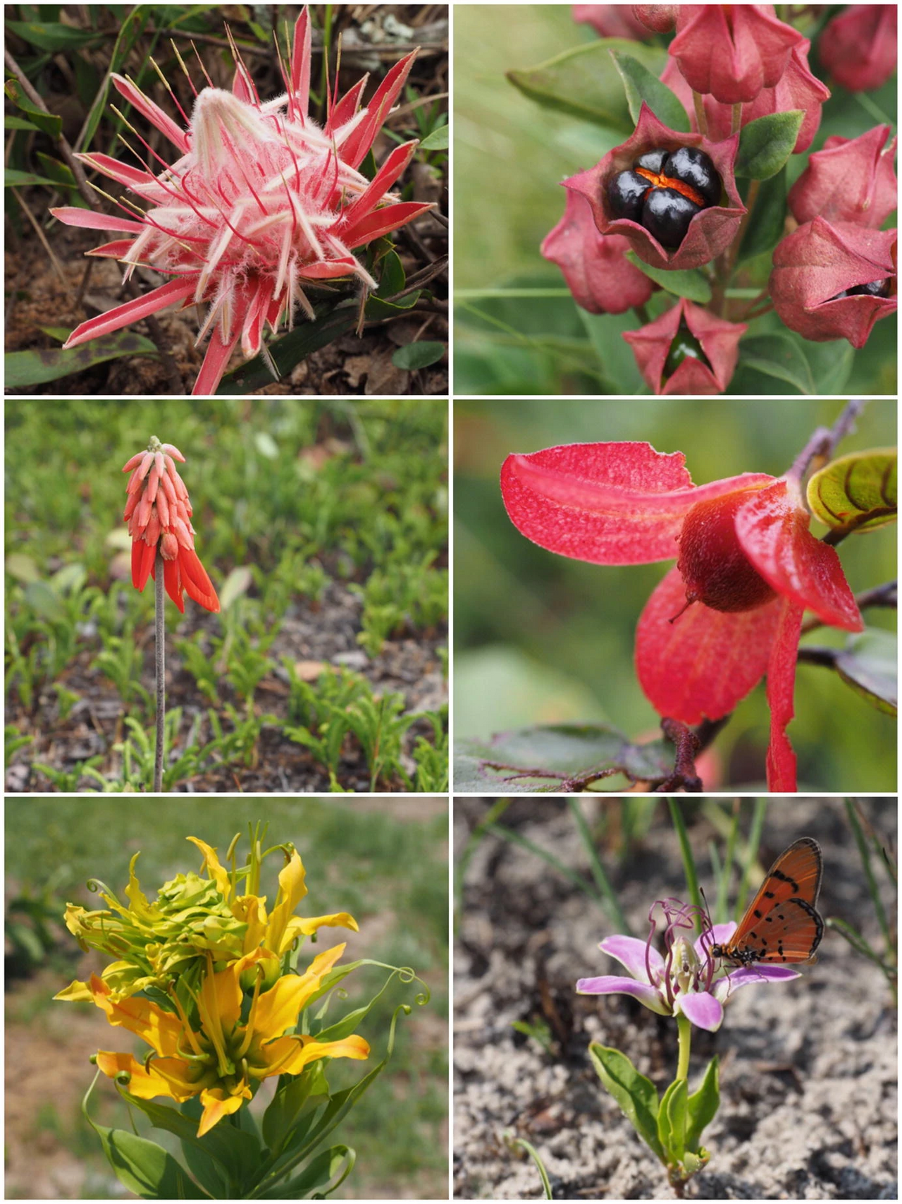 Gloriosa sessiliflora