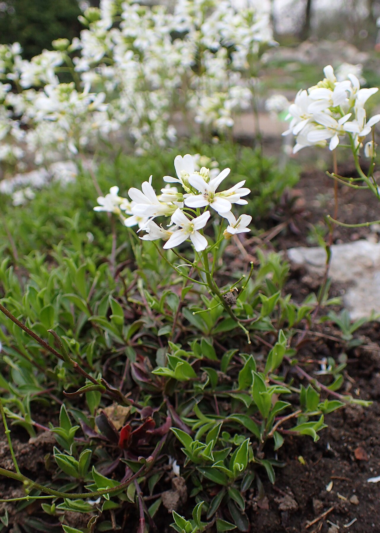 Arabis ferdinandi-coburgii