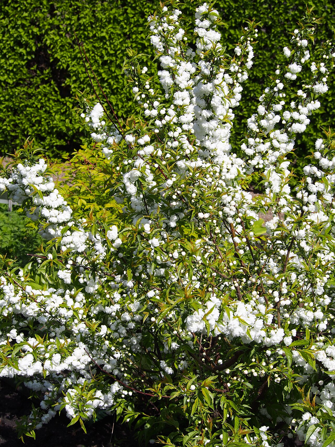 Prunus glandulosa