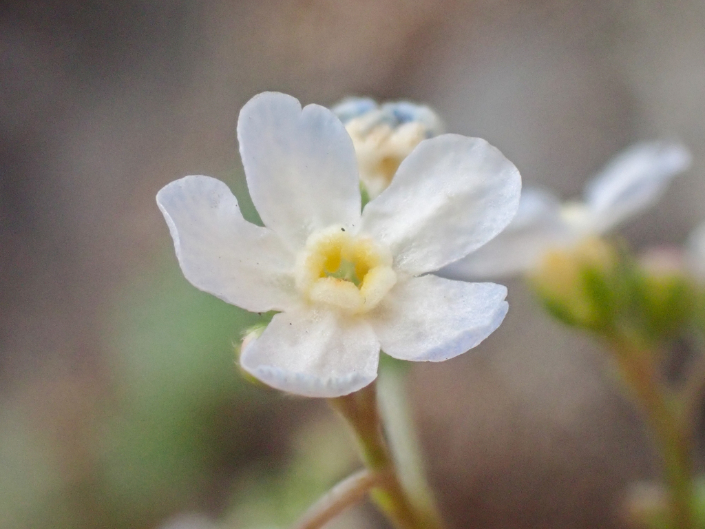 Hackelia cusickii