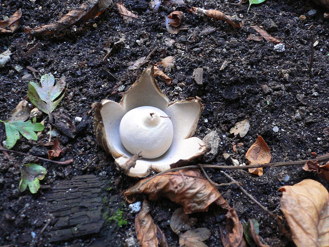 Fringed earthstar or the sessile earthst