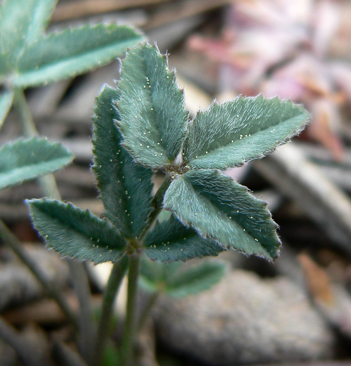 Trifolium gymnocarpon