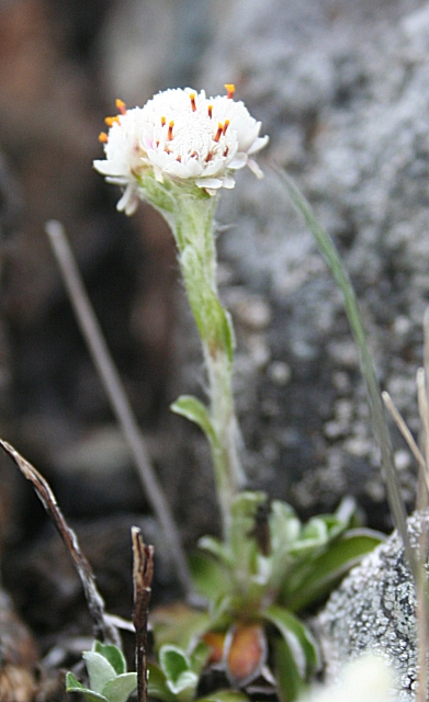 Antennaria dioica