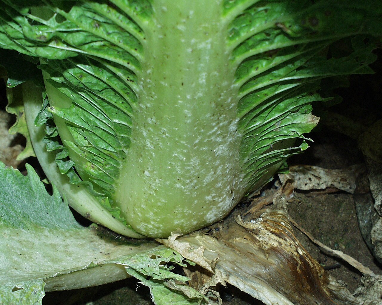 Erysiphe cruciferarum