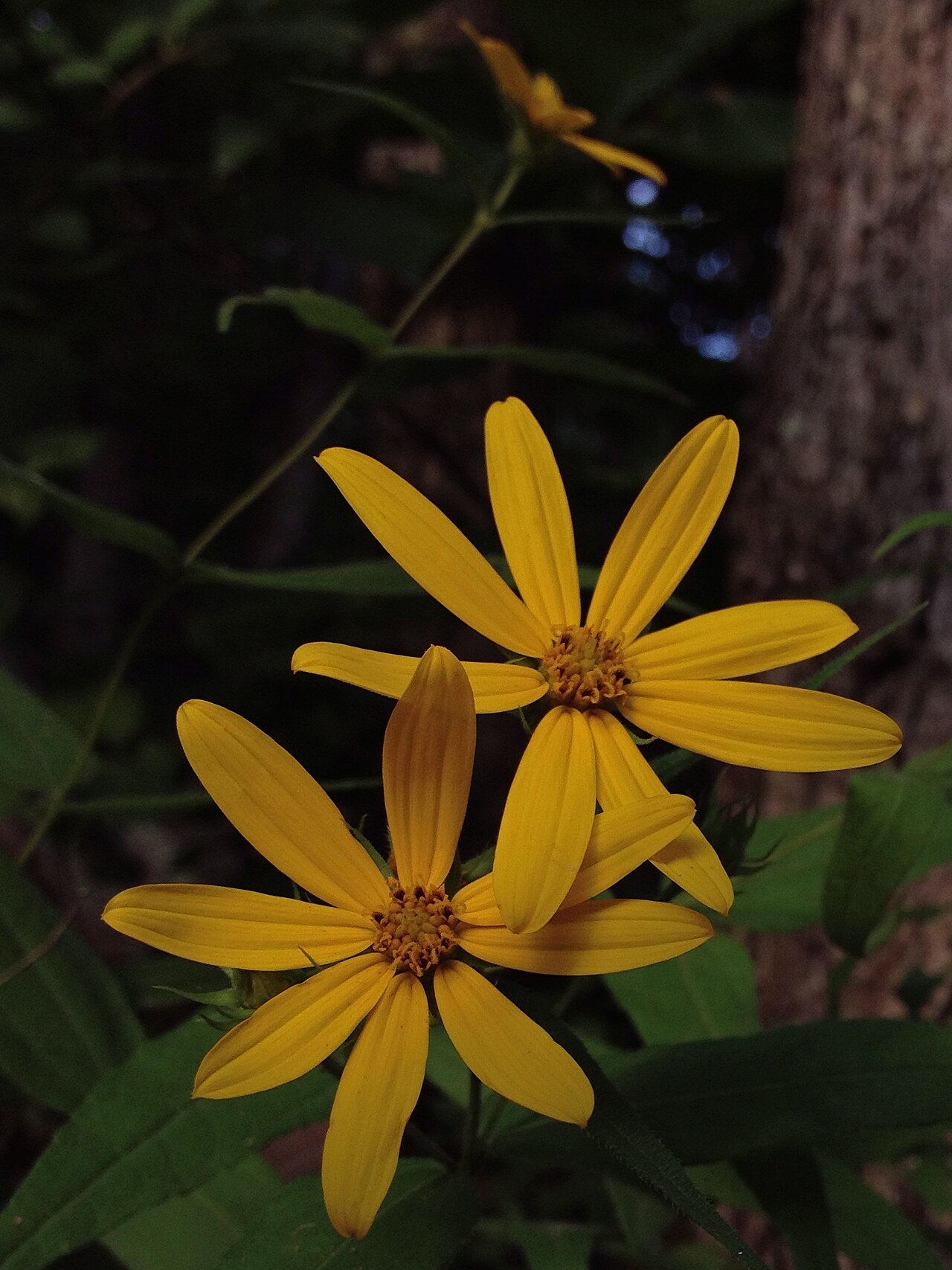 Rough sunflower
