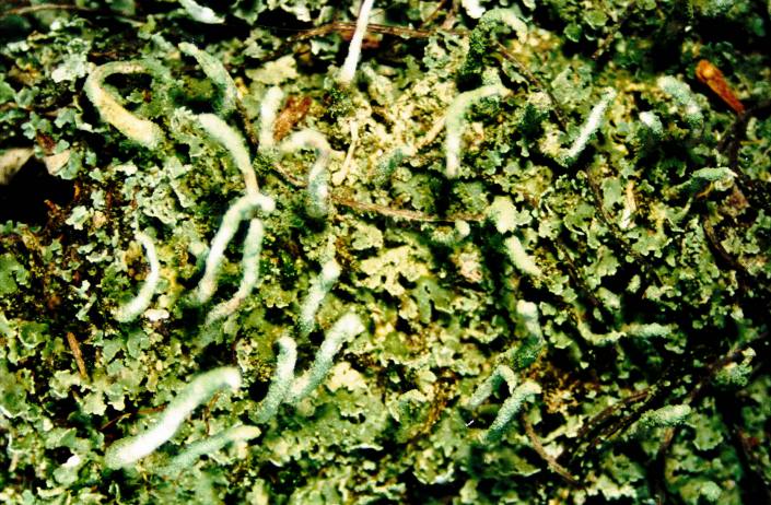 Cladonia bacillaris