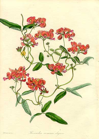 Kennedia coccinea