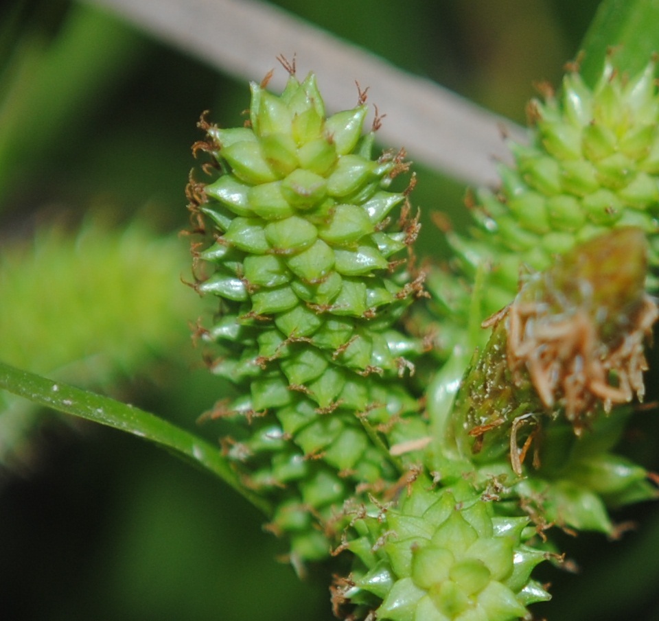 Carex vixdentata