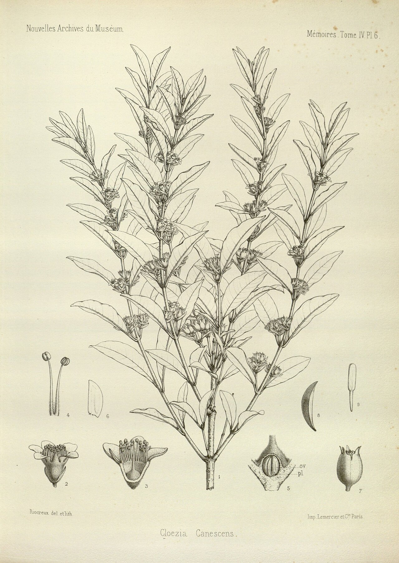 Cloezia artensis