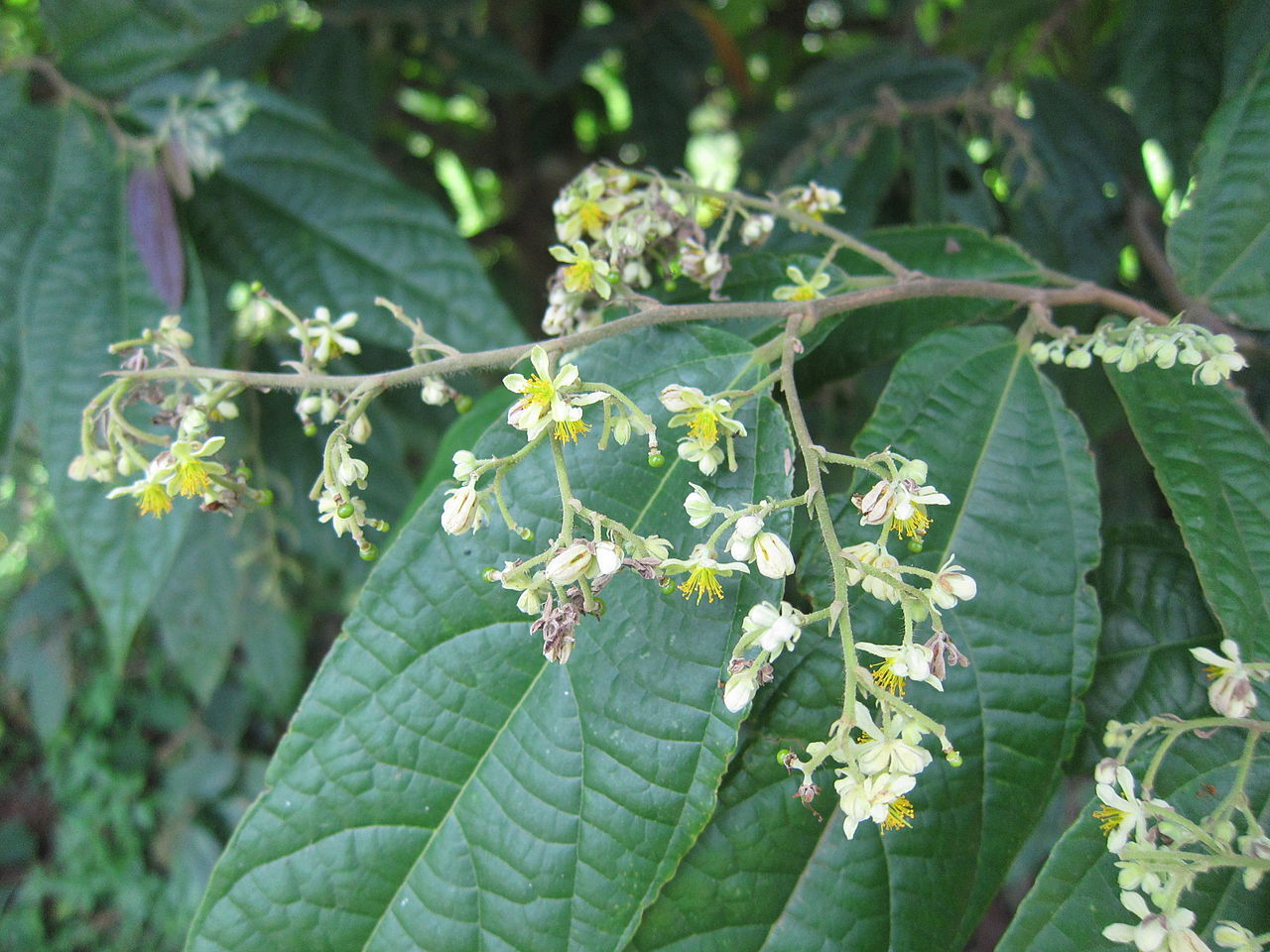 Grewia nervosa