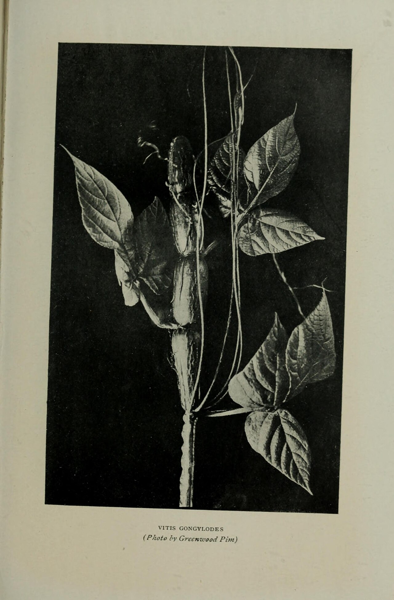 Cissus gongylodes