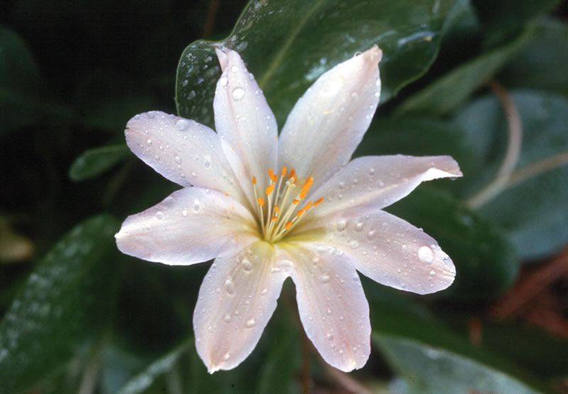 Lewisiopsis tweedyi