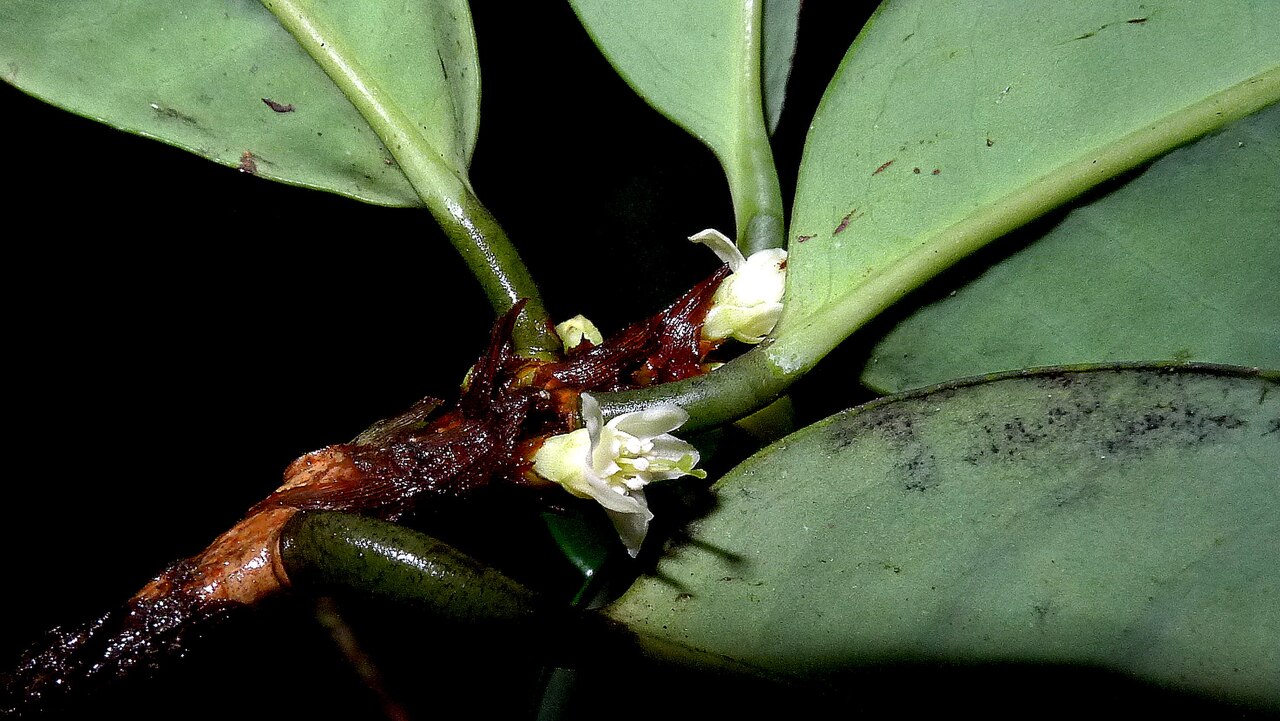Erythroxylum nobile