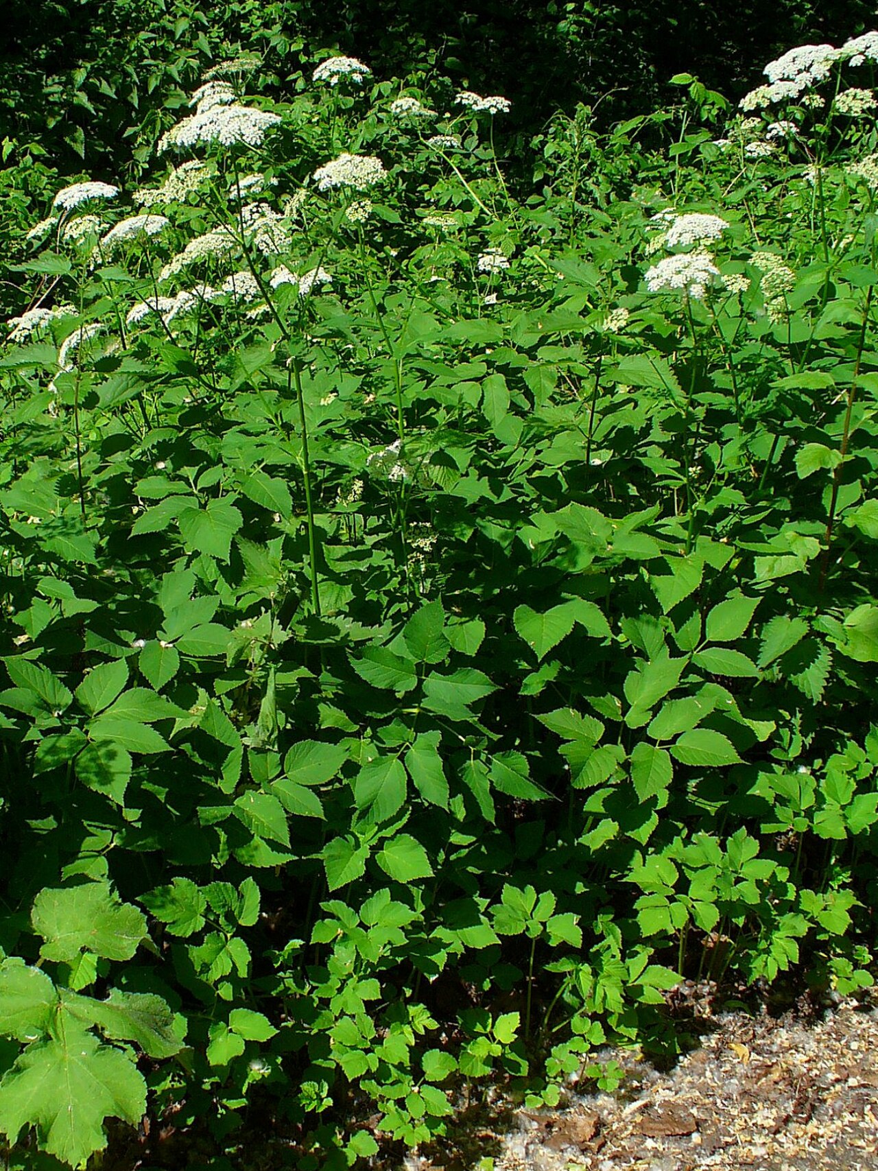 Aegopodium podagraria