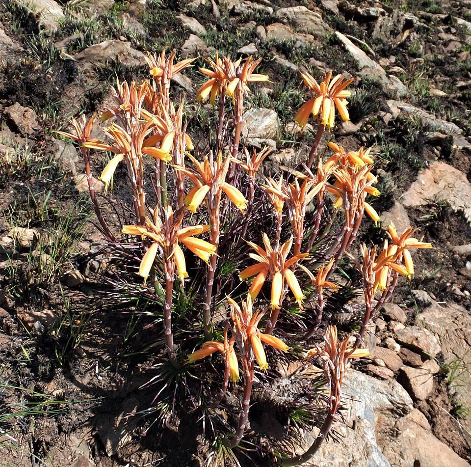 Aloe chortolirioides