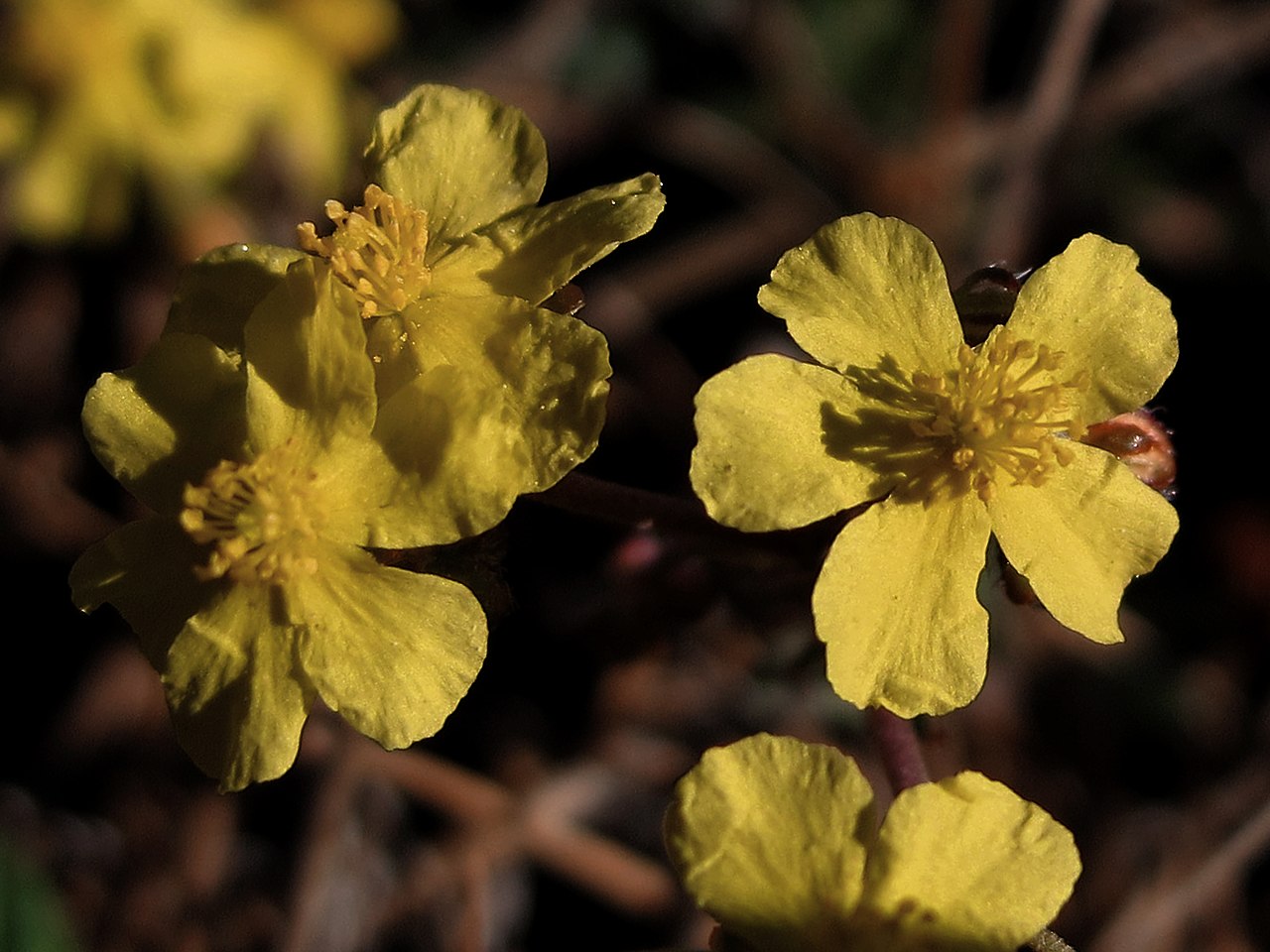 Helianthemum rotundifolium