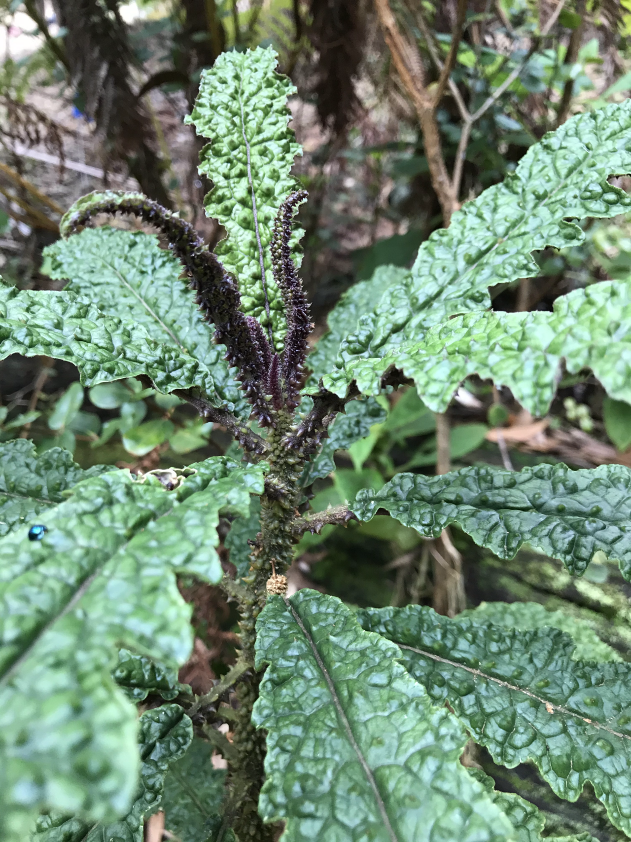 Cyanea stictophylla