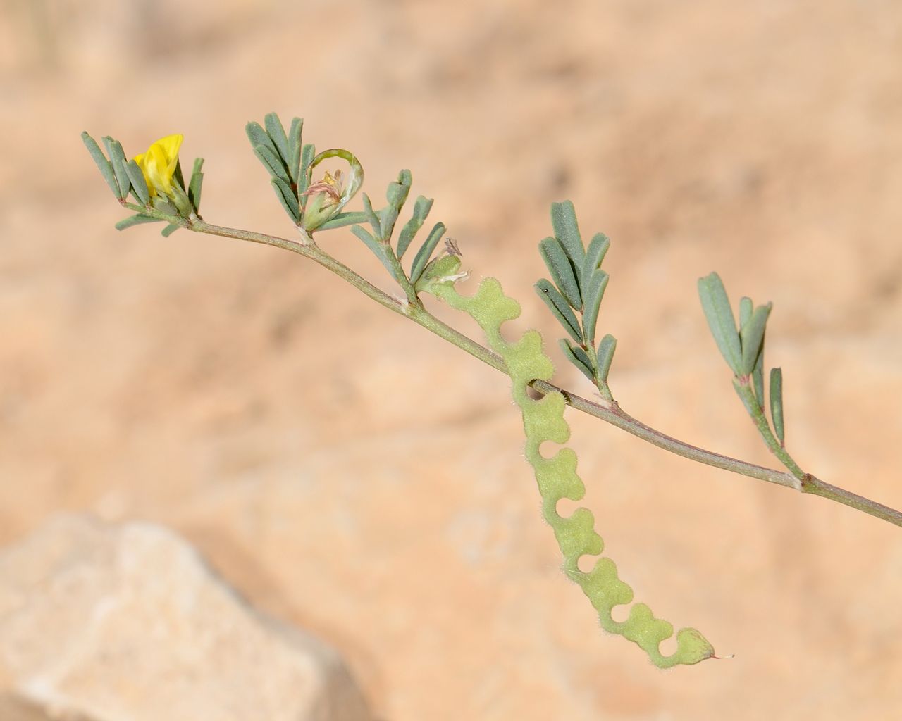 Hippocrepis biflora