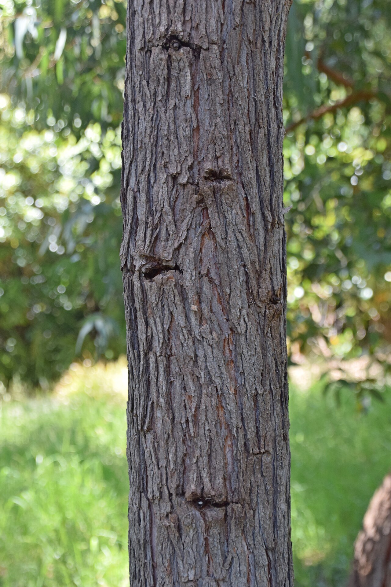 Mealy stringybark or silver stringybark