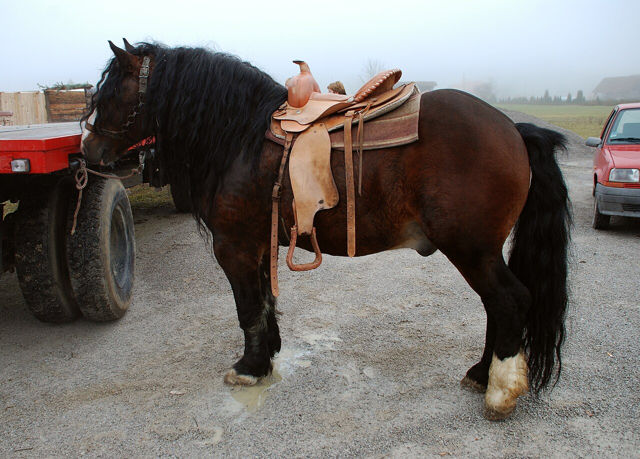 Posavac horse
