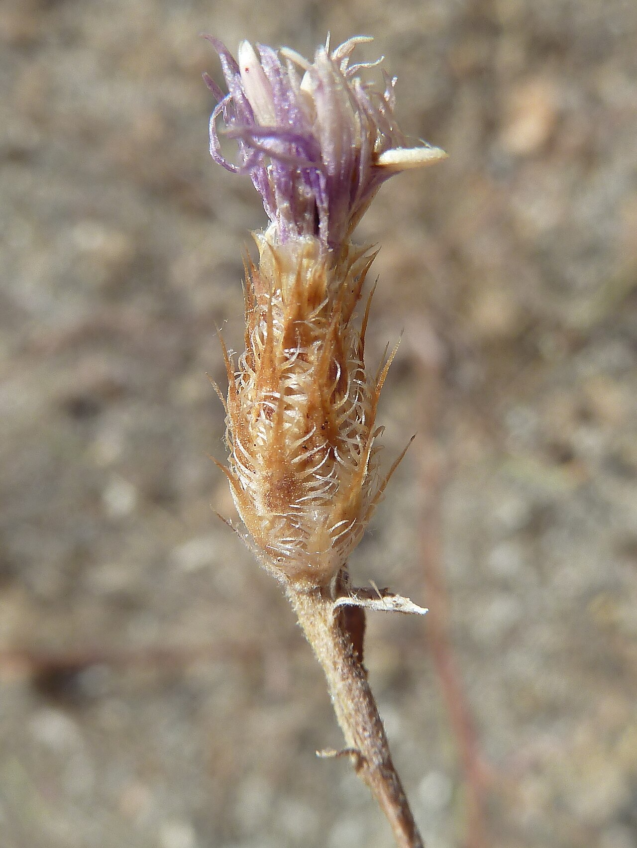 Centaurea aristata