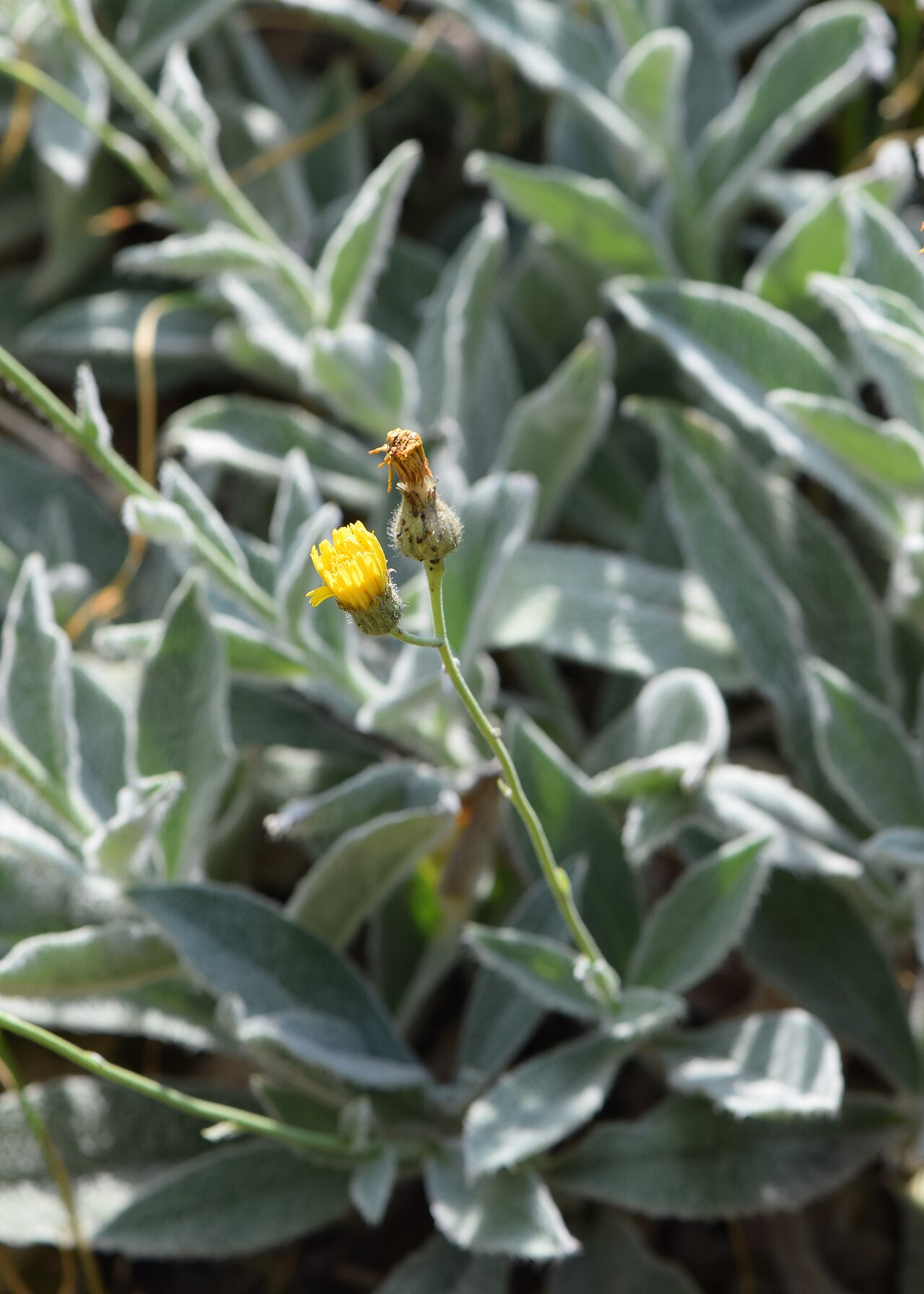 Hieracium pannosum