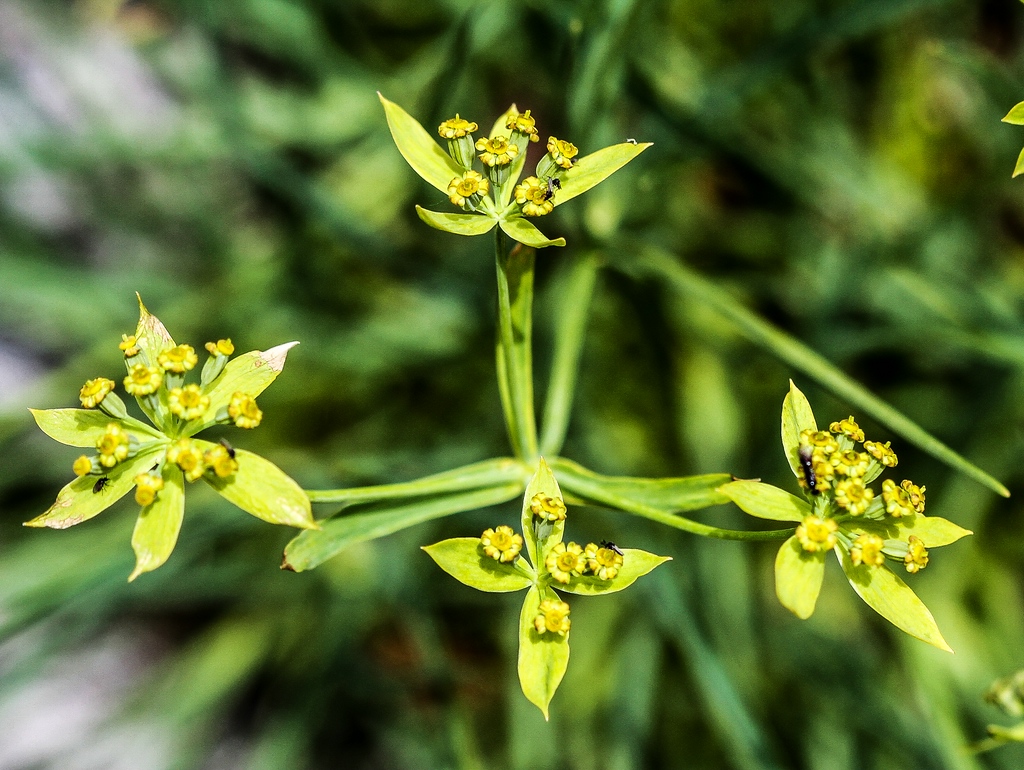 Bupleurum petraeum